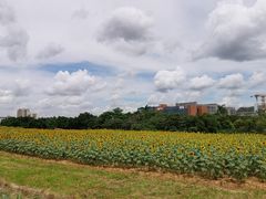 -光明小镇欢乐田园