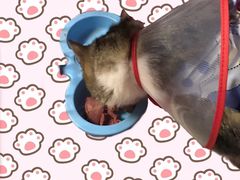 -宠爱国际动物医院· 猫科· 外科·中兽医(长白店)