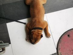 -中农国际动物医院24小时·猫科·骨科·急重症中心