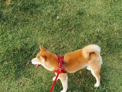 -南京Hallo宠物乐园·哈罗犬舍·柴犬繁育基地