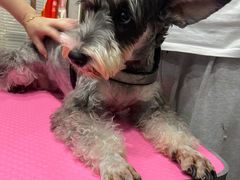 -福懋动物医院·犬猫全科·外科·重症科(杏林分院)
