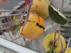 -西单明珠商场