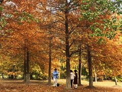 -上海海湾国家森林公园