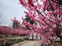 -秀丽东方