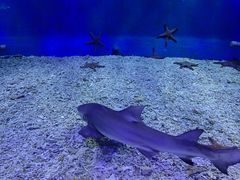 -太平洋海底世界