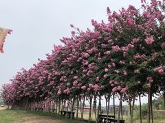 -武汉紫薇都市田园