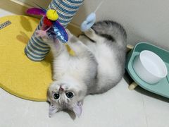 -猫大福·Fortune Cat猫舍(百子湾店)