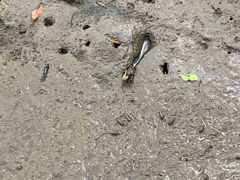 -东寨港红树林旅游区