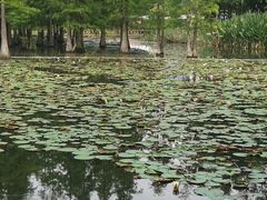 -白鹭湾湿地公园