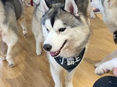 -Husky Go! 哈士奇体验馆·宠物咖啡厅狗咖