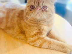-飞行喵MR PILOT|猫舍·猫咖(静安大融城店)