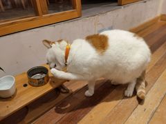 -猫的天空之城概念书店(苏州平江店)