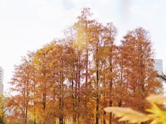 -四海公园(南山区)