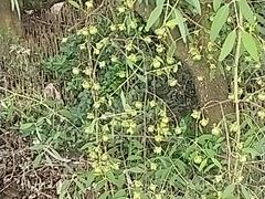 -大亚湾红树林城市湿地公园