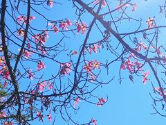 -西双版纳总佛寺