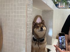 -柴务处·柴犬主题狗咖