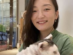 -momokira米努特·德文卷毛猫·棉花面纱犬