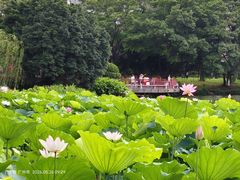 -荔湾湖公园