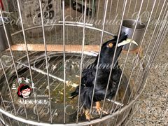 鸟-正清和·推拿养生(黑石礁中心店)