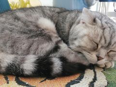 -平行世界·猫咖(首经贸店)