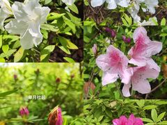 -上海共青森林公园