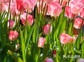 春暖花开，阳光灿烂，天气回暖，郁金香也争相夺艳
