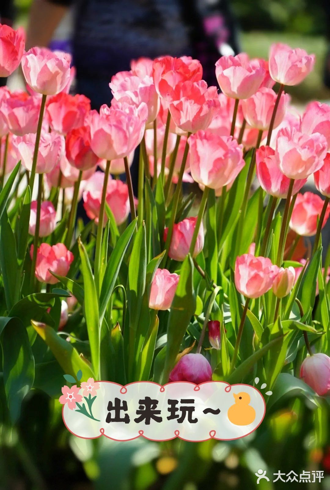 郁金香展