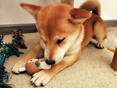 -浣熊柯尔鸭土拨鼠·电玩咖