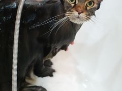 -momokira米努特·德文卷毛猫·棉花面纱犬