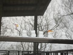 -紫金山山顶公园
