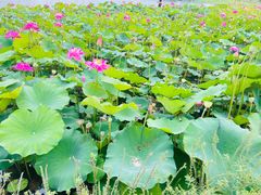 -上海植物园-4号门售票处