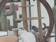 -喵园·猫主题咖啡厅·撸猫·猫咖(国贸店)