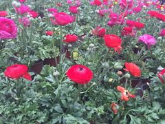 乐天花谷-乐天花谷