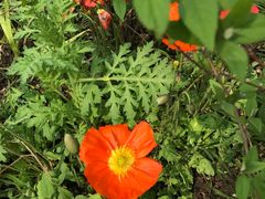 -西湖外事游船(花港观鱼码头)