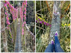 -西双版纳原始森林公园