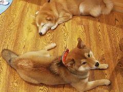 -柴务处·柴犬主题狗咖