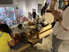 -more than meow吴止猫主题餐厅(承德 中船汇店)