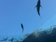 -海棠湾洲际-涛·海底餐厅·美人鱼·自助餐·海底隧道