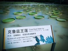-白洋淀景区