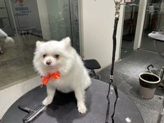 -宠物家(双井店)