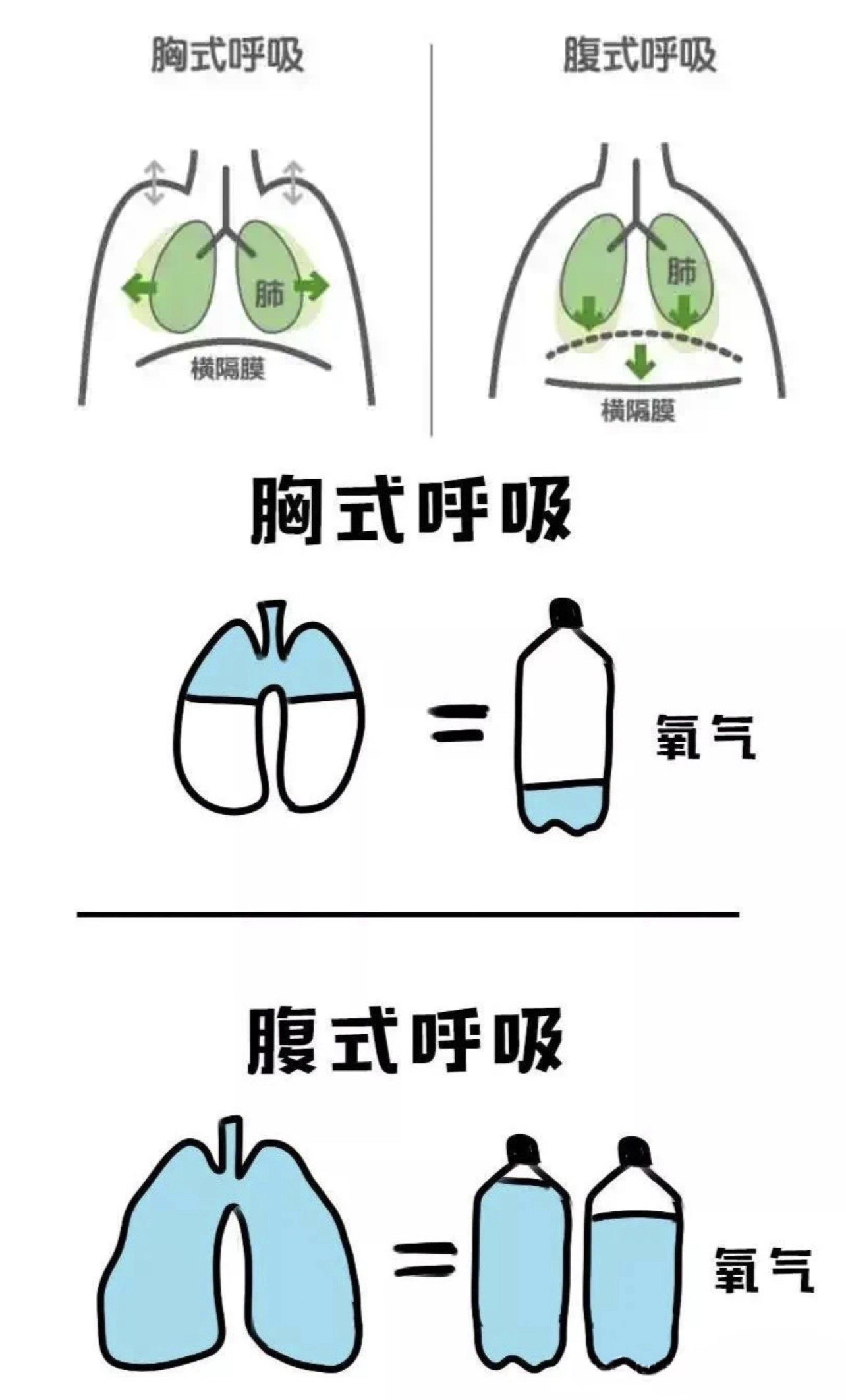 扁形动物呼吸方式图片