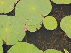 -前关湿地公园