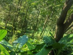 -广州市石门国家森林公园