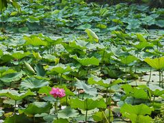 -上海醉白池公园