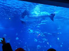 -烟台海昌鲸鲨海洋公园