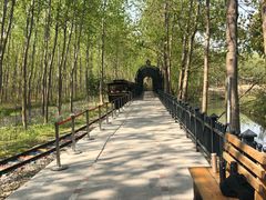 -合肥滨湖国家森林公园