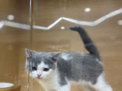 -袖虎猫馆(十亩地店)