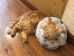 -猫友咖啡店(玉林西路店)