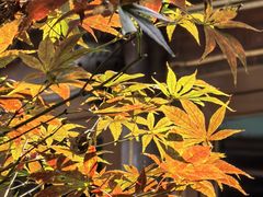 -曹凉粉(西正街店)