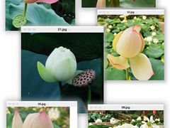 -广州莲花山旅游区